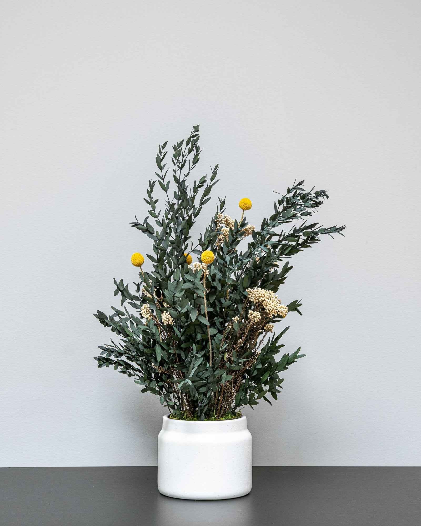 Konserverad Parvifolia krukväxt 60 eller 80 cm från Forever Flora