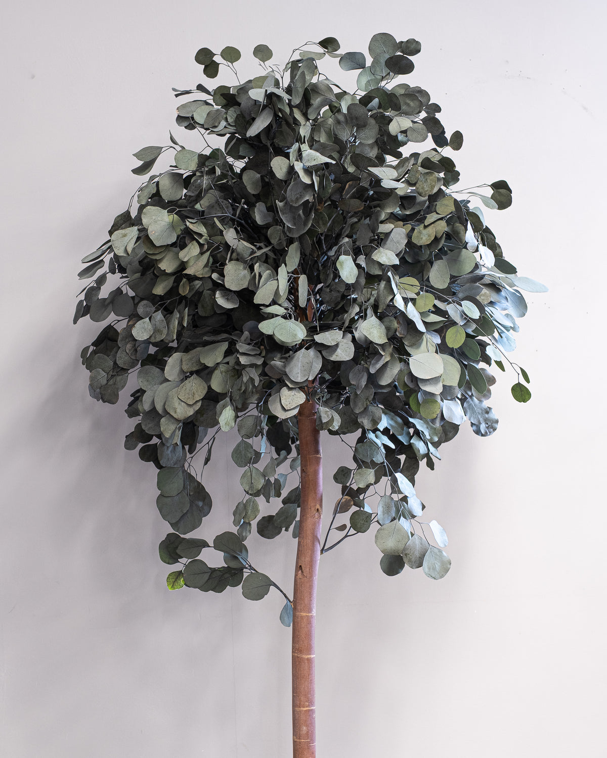 Preserved Eucalyptus Tree Populus – Crown