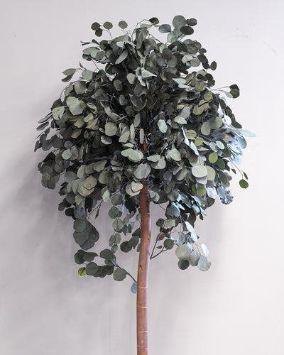 Preserved Eucalyptus Tree Populus – Crown