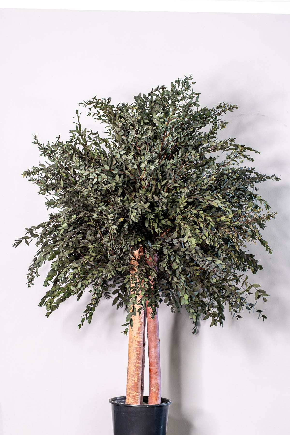 Preserved Eucalyptus Tree Parvifolia – Shrub Tree