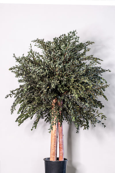 Preserved Eucalyptus Tree Parvifolia – Shrub Tree
