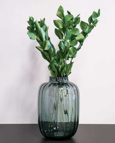 Ruscus Gigant Grøn – konserveret plante