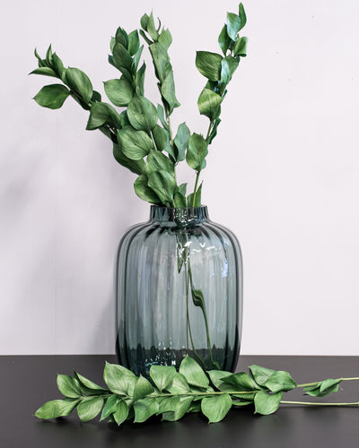 Ruscus Gigant Grøn – konserveret plante