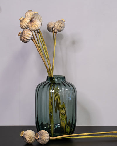 Dried Giant Poppy Pods, 10-Pack