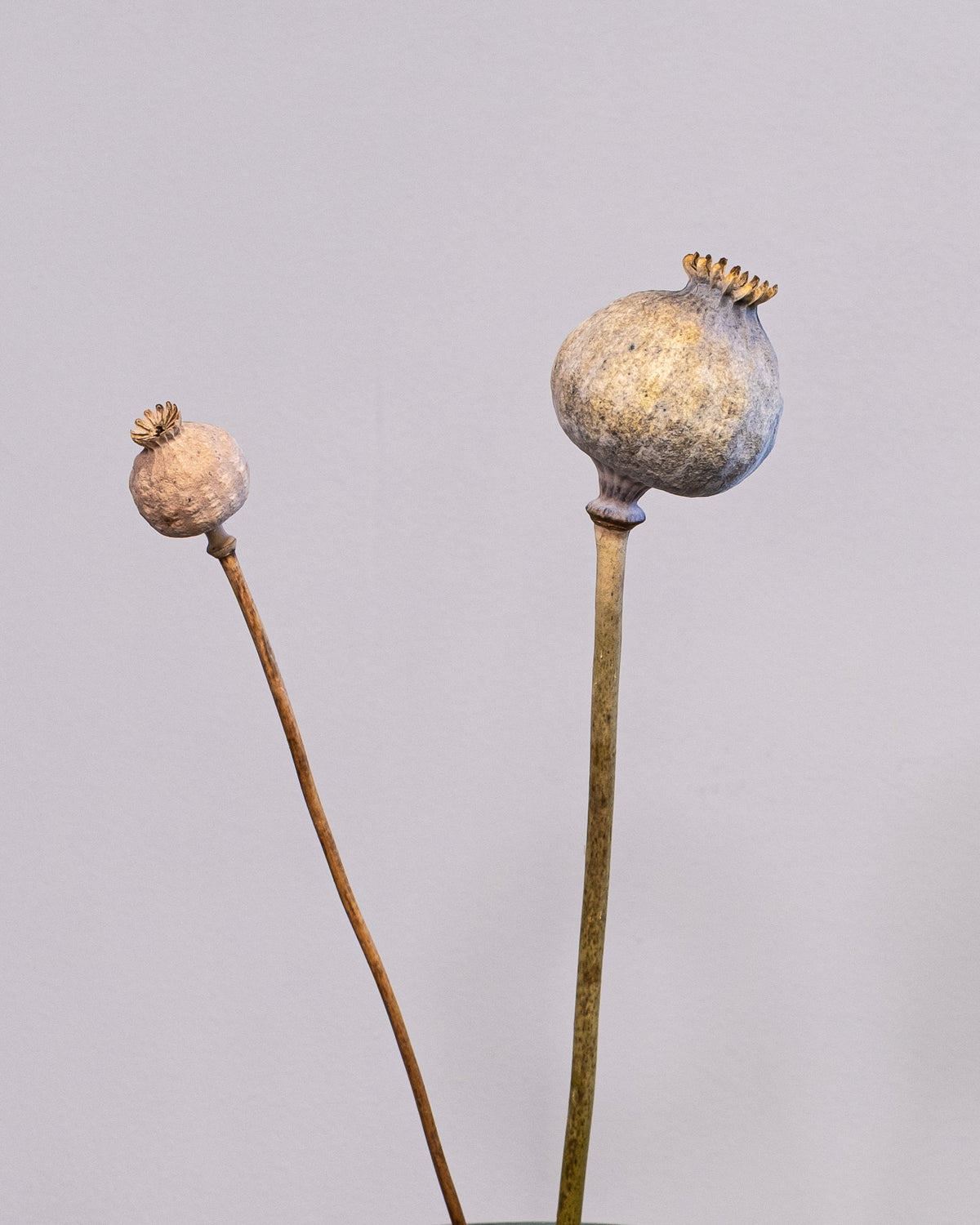 Dried Giant Poppy Pods, 10-Pack