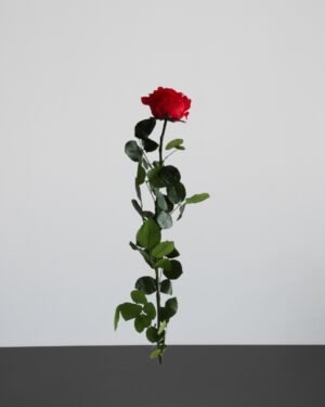 Forever Flora Dk