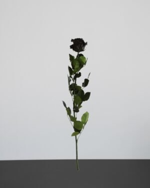 Forever Flora Dk