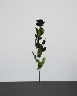Forever Flora Dk