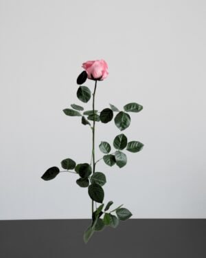 Forever Flora Dk
