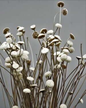Forever Flora Dk