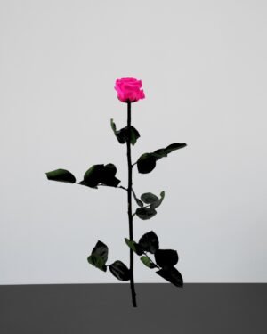 Forever Flora Dk