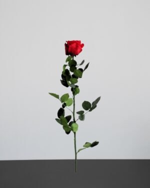 Forever Flora Dk