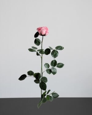 Forever Flora Dk