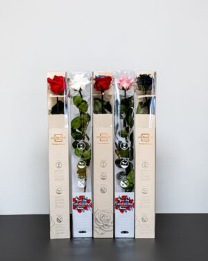 Enkelt Evighedsrose