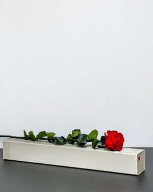 Forever Flora Dk