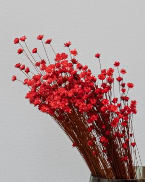 Forever Flora Dk