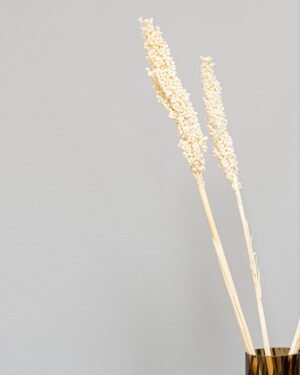 Alternative view of Indian Corn 5st - tørrede blomster