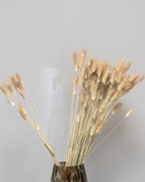Alternative view of Lagurus - Tørrede blomster