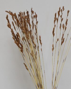 Thatch Reed