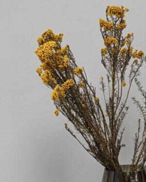 Forever Flora Dk