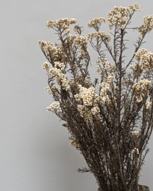Forever Flora Dk