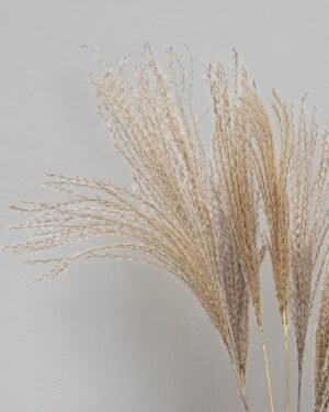 Alternative view of Miscanthus Naturlig - tørrede blomster