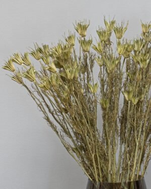 Alternative view of Nigella Orientalis - Tørrede blomster