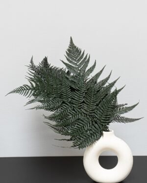 Eksklusiv Konserveret Bregne – Sæt med 5 Naturtro Planter 7 Forever Flora Dk