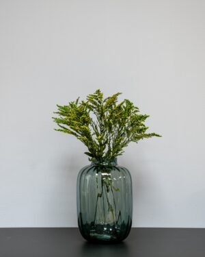 Konserveret Solidago