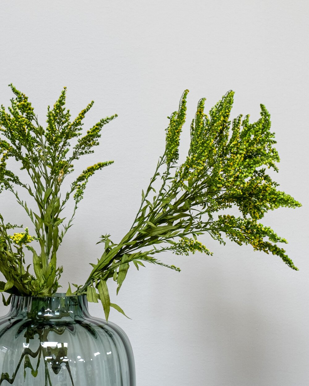 Solidago Grøn - konserverede planter - Image 2