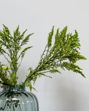 Alternative view of Eksklusiv Grøn Konserveret Solidago – Naturtro Evighedsplante (50-60 cm)