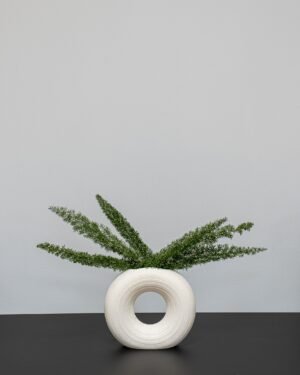 Konserveret Foxtail Asparges