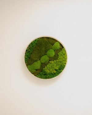 Runde Mosbilleder – Green Mix med Kuglemos, Fladmos & Lavmos 13 Forever Flora Dk