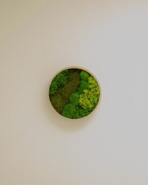 Runde Mosbilleder – Green Mix med Kuglemos, Fladmos & Lavmos 15 Forever Flora Dk