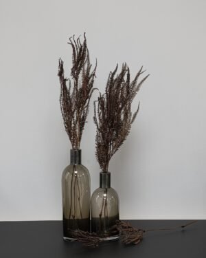 Helecho Fern - Konserverede planter 18 Forever Flora Dk