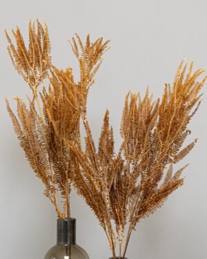 Alternative view of Helecho Fern - Konserverede planter