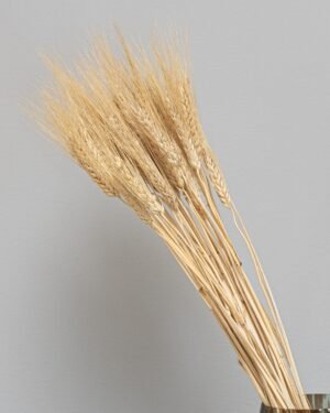 Triticum Hvede - Tørrede blomster 20 Triticum Vete