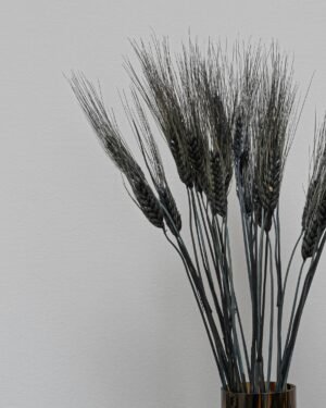 Triticum Hvede - Tørrede blomster 17 Triticum Vete