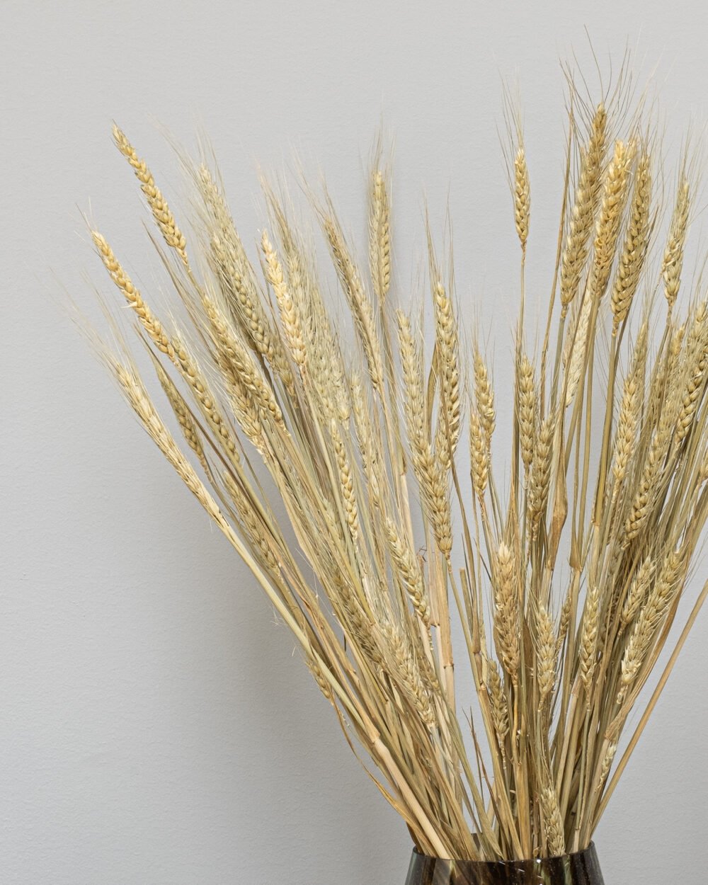 Triticum Vete