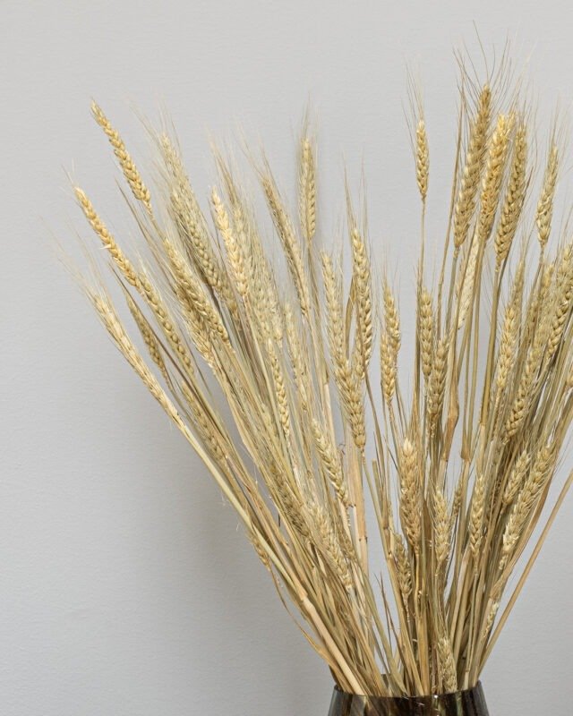 Triticum Vete