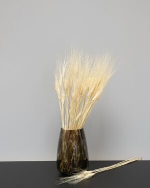 Triticum Hvede - Tørrede blomster 15 Triticum Vete