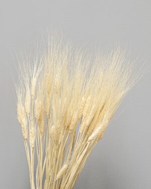 Triticum Hvede - Tørrede blomster 14 Triticum Vete
