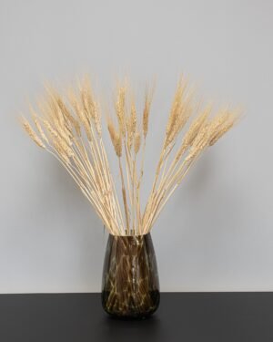 Triticum Hvede - Tørrede blomster 19 Triticum Vete