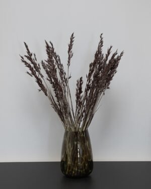 Havre Avena - Tørrede blomster 7 Forever Flora Dk