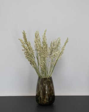 Havre Avena - Tørrede blomster 8 Forever Flora Dk