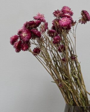 Forever Flora Dk