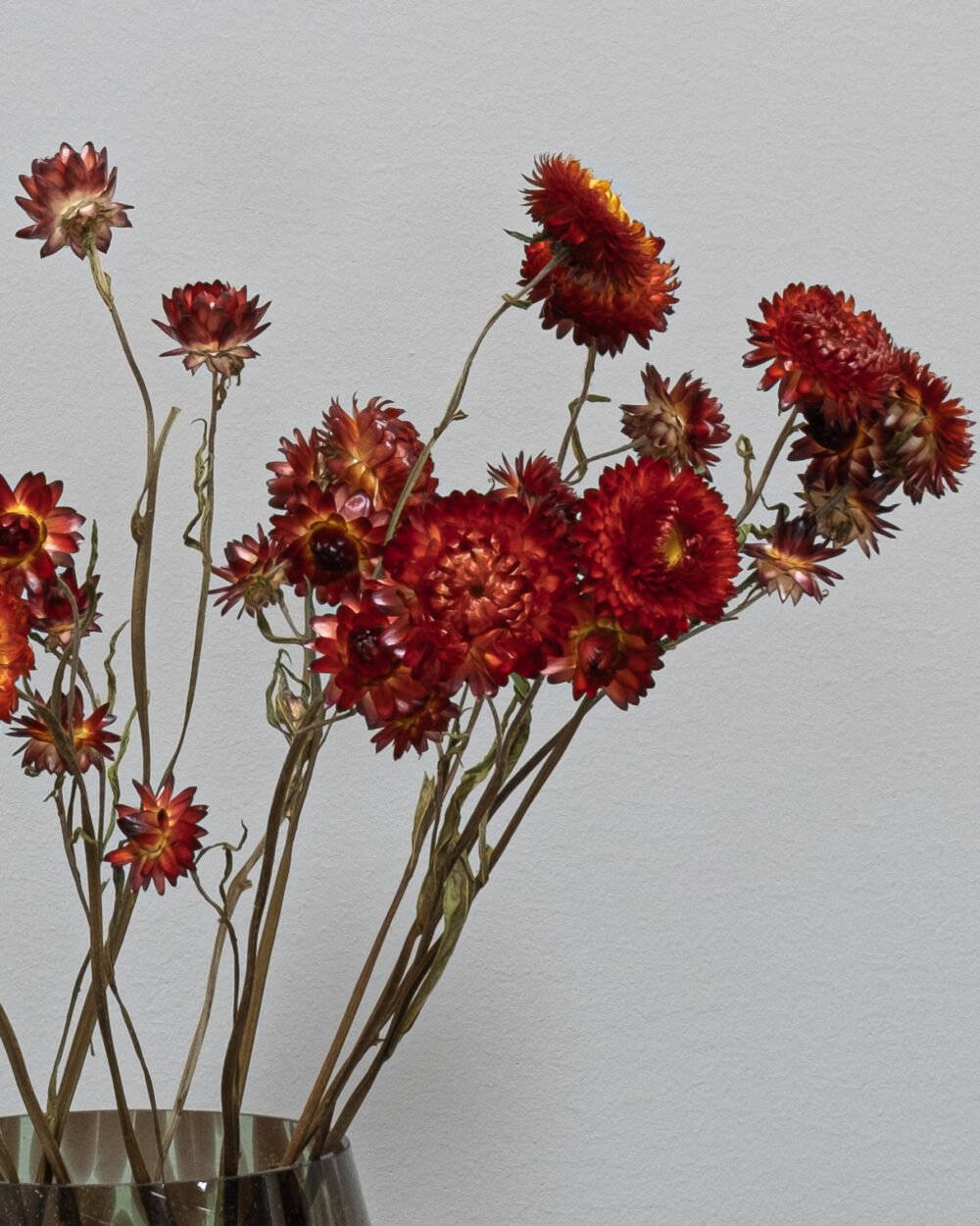 Helichrysum Naturell - Tørrede blomster - Image 2