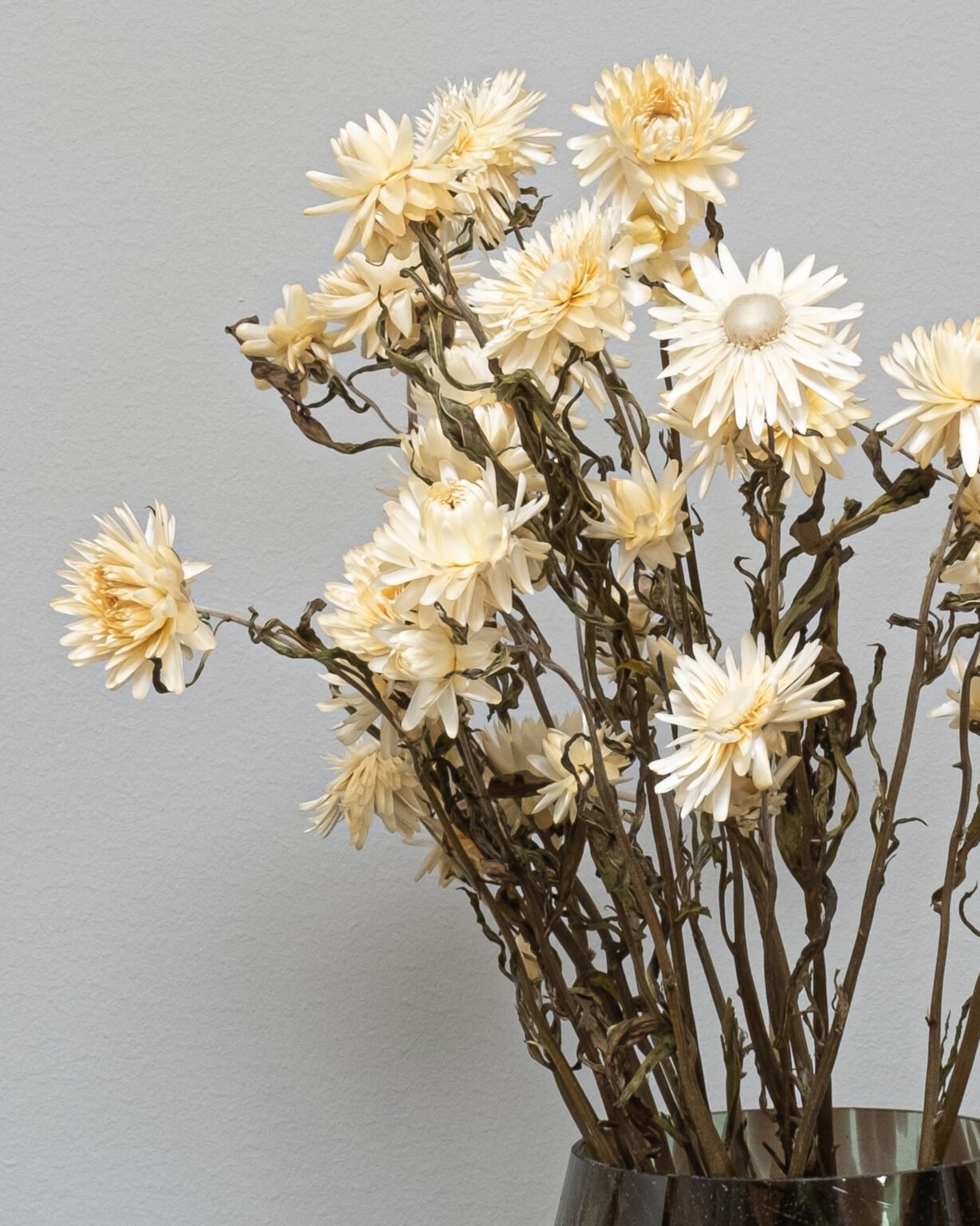Helichrysum Naturell - Tørrede blomster - Image 6