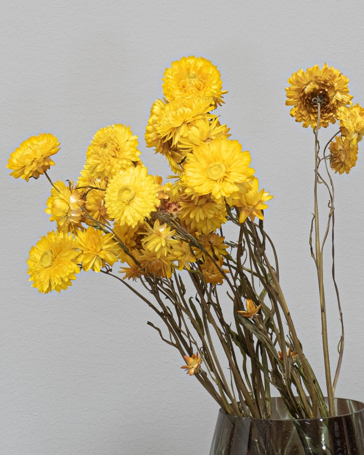 Helichrysum Naturell - Tørrede blomster - Image 10