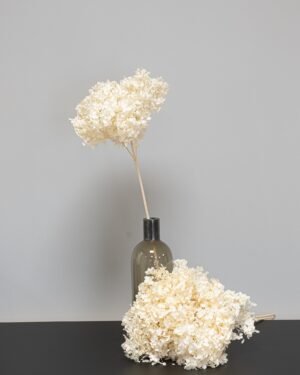 Eksklusiv Konserveret Hortensia Lang – Naturtro Evighedsblomst (60 cm) 8 Forever Flora Dk